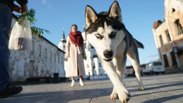 Учет и маркировку домашних животных в РФ предложили сделать добровольной<br />
